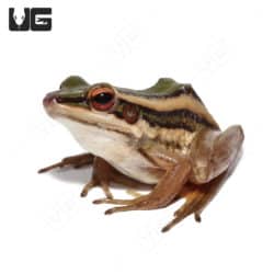 Asian Greenback Frogs (rana erythraea) For Sale - Underground Reptiles