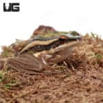 Asian Greenback Frogs (rana erythraea) For Sale - Underground Reptiles