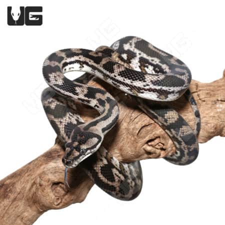 Female Axanthic 66% Het Albino (Snow) Carpet Python (Morelia spilota ) For Sale - Underground Reptiles
