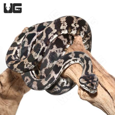 Female Axanthic 66% Het Albino (Snow) Carpet Python (Morelia spilota ) For Sale - Underground Reptiles