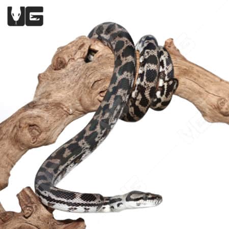 Female Axanthic 66% Het Albino (Snow) Carpet Python (Morelia spilota ) For Sale - Underground Reptiles