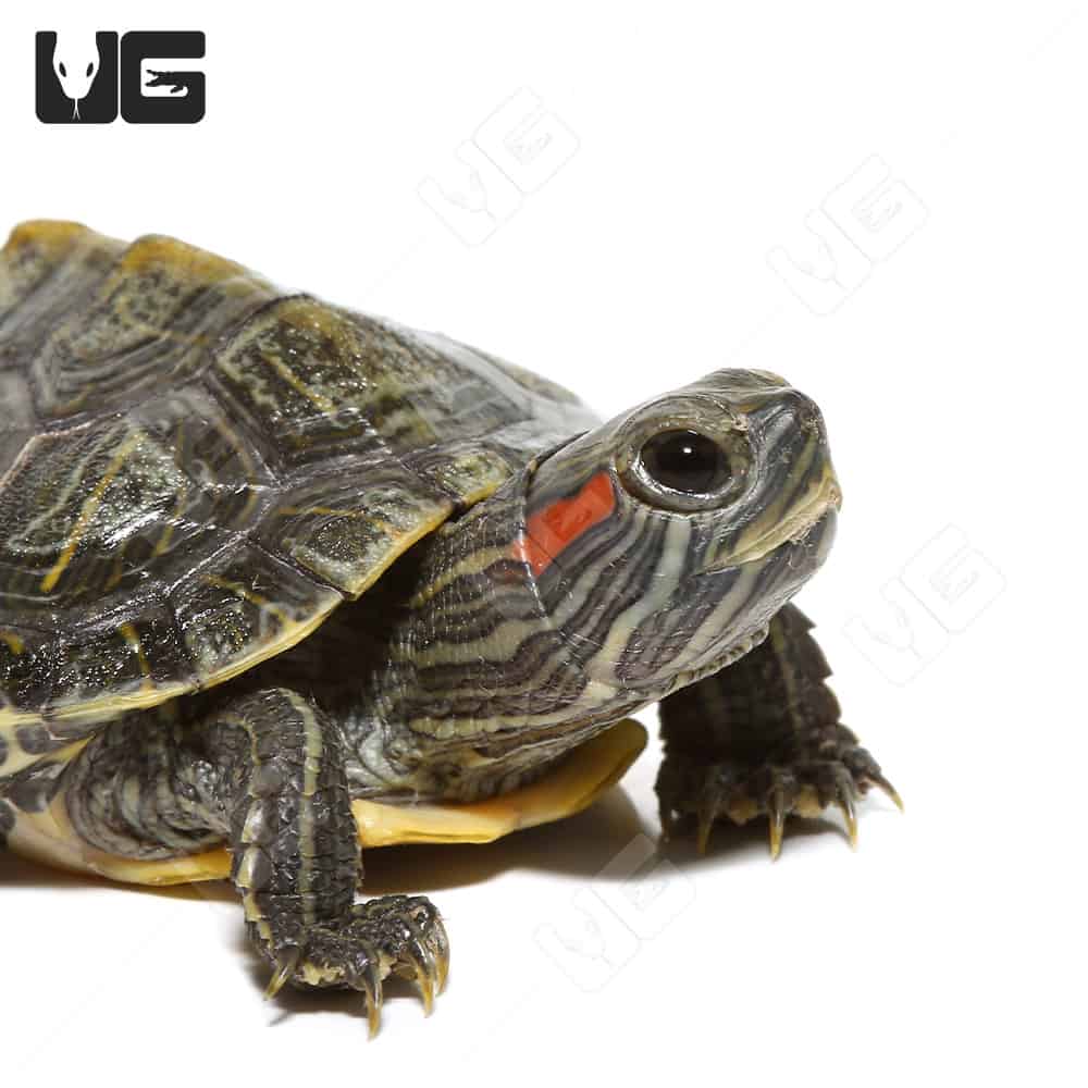 Baby Axanthic Red Ear Slider Turtle (Trachemys scripta elegans) For Sale - Underground Reptiles