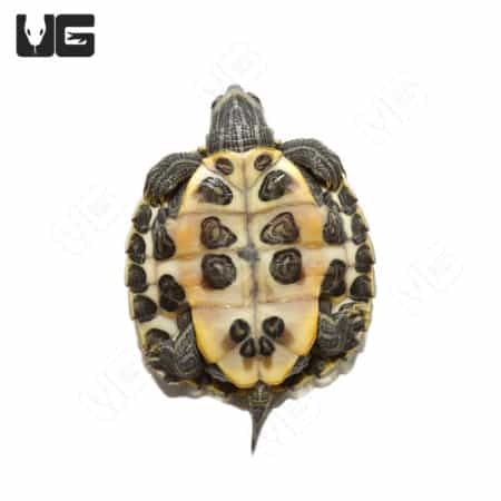 Baby Axanthic Red Ear Slider Turtle (Trachemys scripta elegans) For Sale - Underground Reptiles