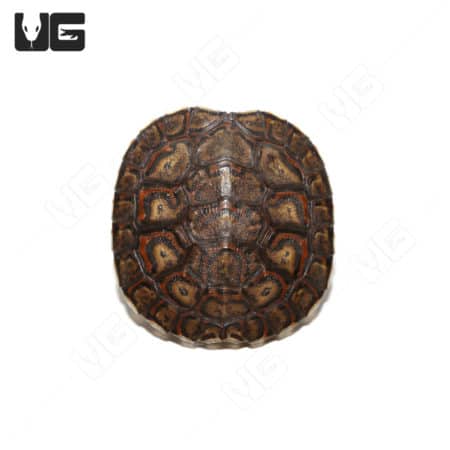 Baby Central American Wood Turtles (Rhinoclemmys pulcherimma manni) For Sale - Underground Reptiles