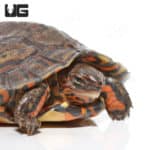 Baby Central American Wood Turtles (Rhinoclemmys pulcherimma manni) For Sale - Underground Reptiles