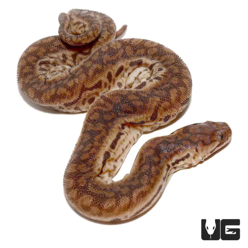 Elephant Trunk Snakes (Acrochordus javanicus) For Sale - Underground