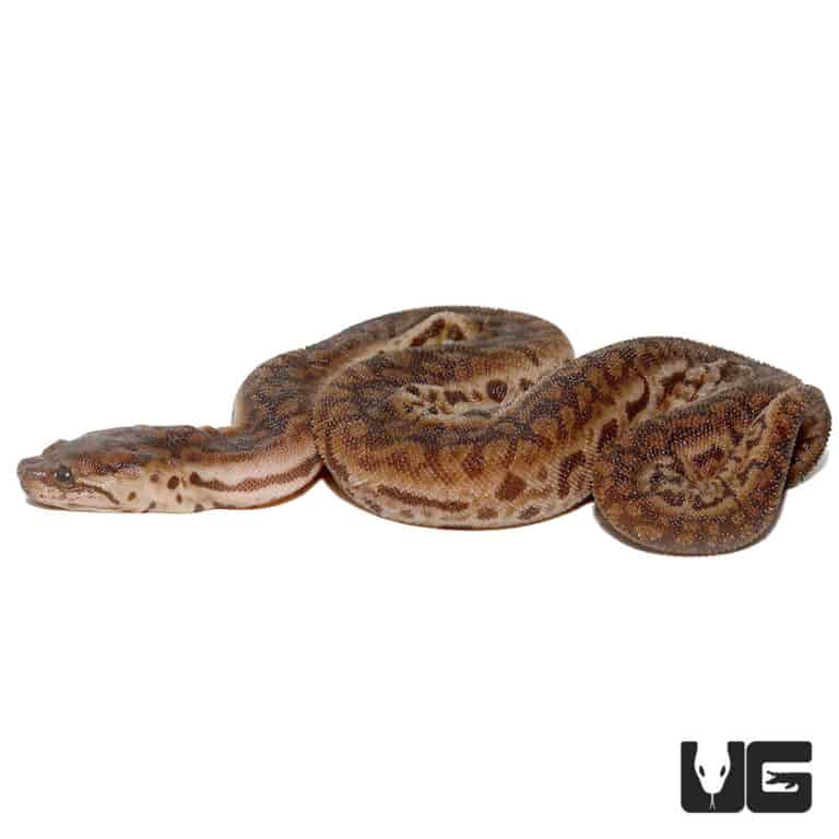 Elephant Trunk Snakes (Acrochordus javanicus) For Sale Underground