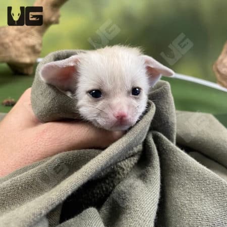 Baby Fennec Foxes (Vulpes zerda) For Sale - Underground Reptiles
