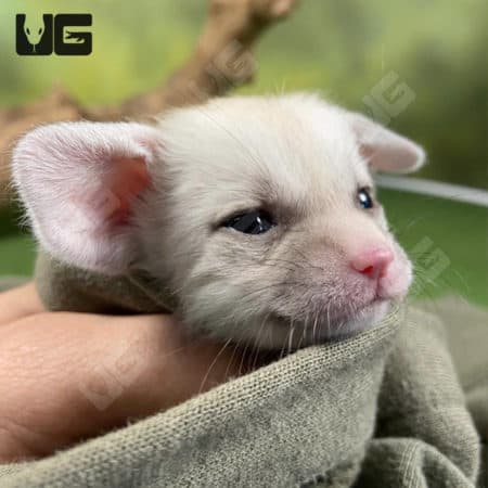 Baby Fennec Foxes (Vulpes zerda) For Sale - Underground Reptiles