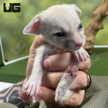Baby Fennec Foxes (Vulpes zerda) For Sale - Underground Reptiles