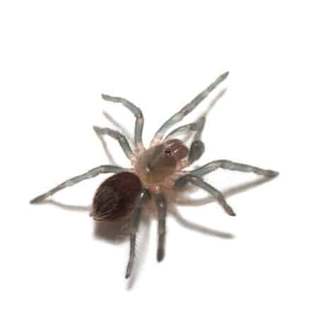 Mexican Red Rump Tarantulas (Brachypelma vagans)