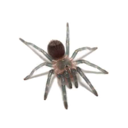 Mexican Red Rump Tarantulas (Brachypelma vagans)