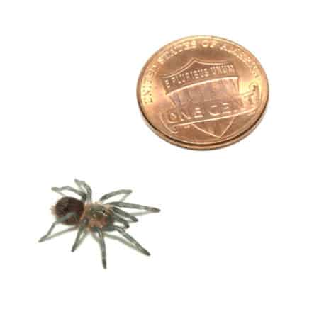 Mexican Red Rump Tarantulas (Brachypelma vagans)