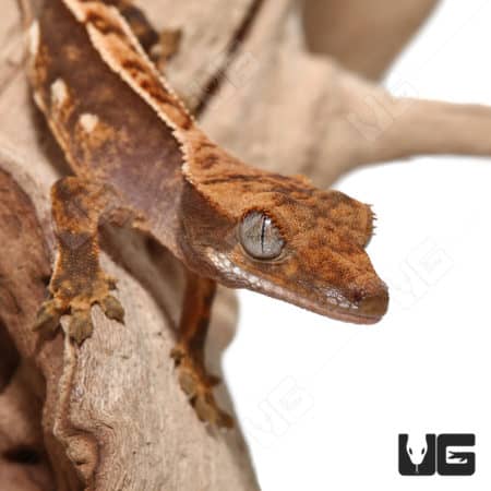 Baby Partial Pinstripe Crested Geckos (Correlophus ciliatus)