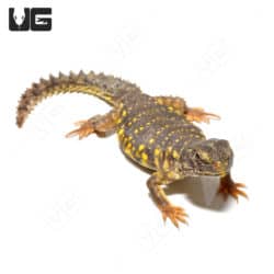 Baby Yellow Uromastyx (Uromastyx geyri) For Sale - Underground Reptiles
