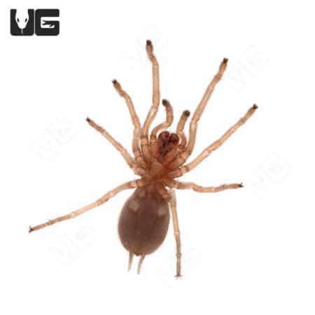 Bahia Grey Birdeater Tarantula (Lasiodora striatipes) For Sale - Underground Reptiles