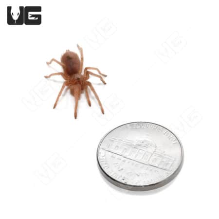 Bahia Grey Birdeater Tarantula (Lasiodora striatipes) For Sale - Underground Reptiles