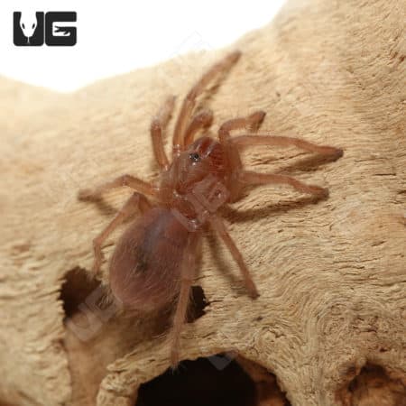 Bahia Grey Birdeater Tarantula (Lasiodora striatipes) For Sale - Underground Reptiles