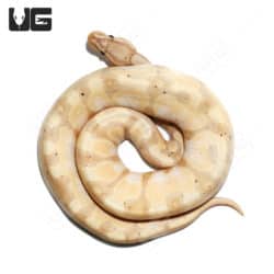 2021 Male Banana Super Orange Dream Enchi YB Het Pied 50% Double Het Hypo Albino Ball Python (#063) (Python regius) For Sale - Underground Reptiles