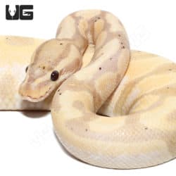 2021 Male Banana Super Orange Dream Enchi YB Het Pied 50% Double Het Hypo Albino Ball Python (#063) (Python regius) For Sale - Underground Reptiles