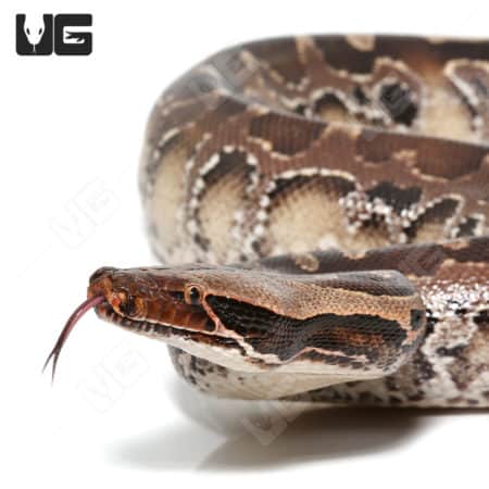 Black Blood Python (Python curtus) For Sale - Underground Reptiles
