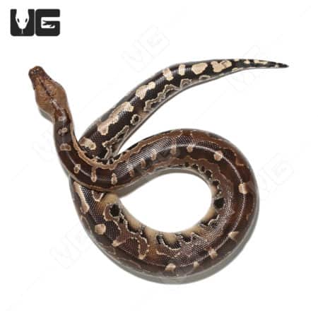 Black Blood Python snake with striking dark and light patterned scales.