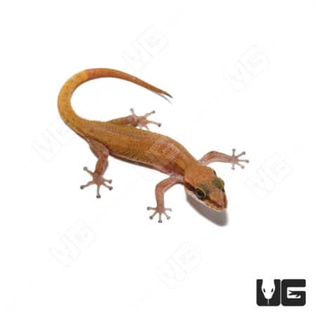 Black Spotted Leaf Toed Gecko in natural pose, showcasing its distinctive markings and leaf-like toe.