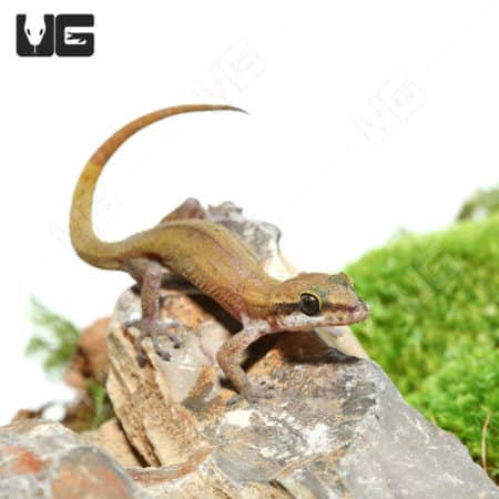 Black Spotted Leaf Toed Gecko on a rock with green foliage background.