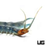 Tiger Centipedes (Scolopendra polymorpha) For Sale - Underground Reptiles