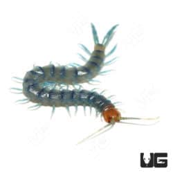 Tiger Centipedes (Scolopendra polymorpha) For Sale - Underground Reptiles