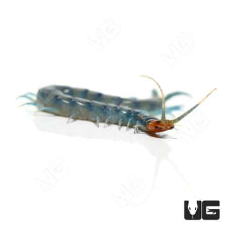 Tiger Centipedes (Scolopendra polymorpha) For Sale - Underground Reptiles