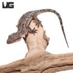Brooks House Geckos (Hemidactylus brookii) For Sale - Underground Reptiles