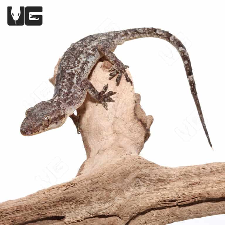 Brooks House Geckos for sale Underground Reptiles