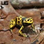 Bumblebee Dart Frogs (Dendrobates leucomelas) For Sale - Underground Reptiles