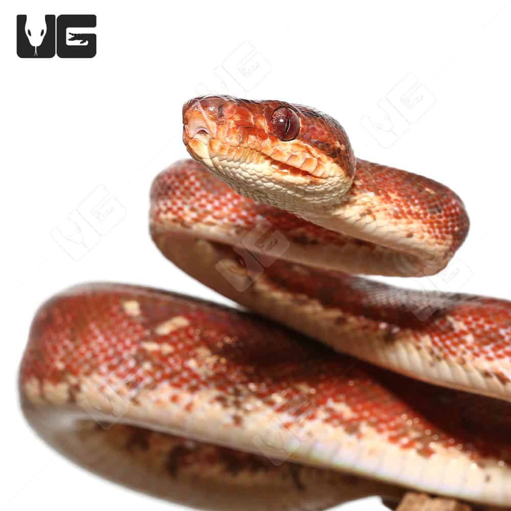 Calico Amazon Tree Boas (Corallus hortulanus) For Sale Underground
