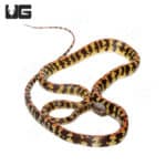 Checkerbelly Snake (Siphlophis cervinus) For Sale - Underground Reptiles