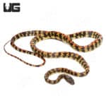 Checkerbelly Snake (Siphlophis cervinus) For Sale - Underground Reptiles