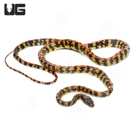 Checkerbelly Snake (Siphlophis cervinus) For Sale - Underground Reptiles