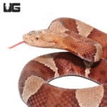 Copperhead Snakes (Agkistrodon contortrix) For Sale - Underground Reptiles