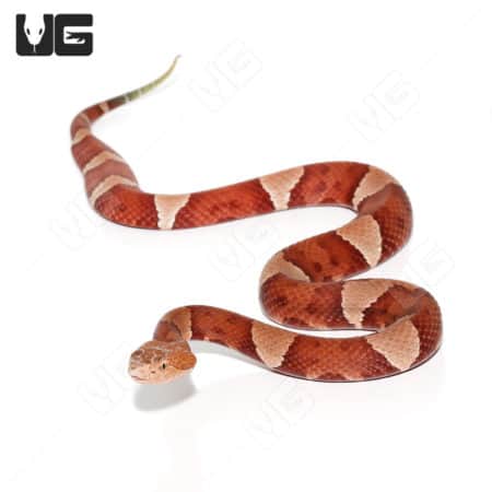 Copperhead snake with distinctive reddish-brown and tan banding pattern.