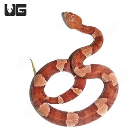 Copperhead Snakes (Agkistrodon contortrix) For Sale - Underground Reptiles
