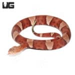 Copperhead Snakes (Agkistrodon contortrix) For Sale - Underground Reptiles