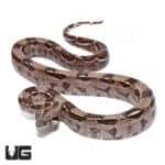 Baby Male Costa Rican Boa 66% Double Het T + Leopard Boa (#01 #02 #03 #04 #05) (Python regius) For Sale - Underground Reptiles