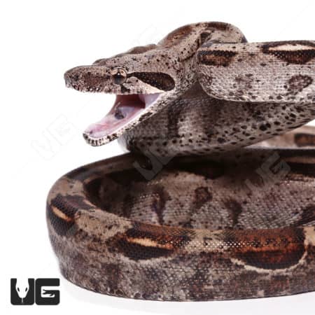 Baby Male Costa Rican Boa 66% Double Het T + Leopard Boa (#01 #02 #03 #04 #05) (Python regius) For Sale - Underground Reptiles