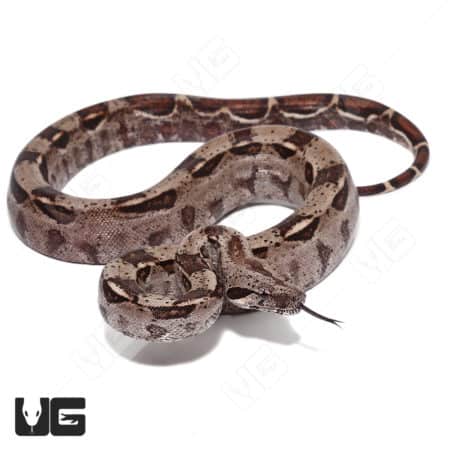Baby Costa Rican Boa snake, double heterozygous for T+ and Leopard traits. Perfect for reptile enthu.