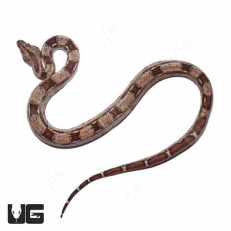 High-quality baby Costa Rican Boa constrictor with double heterozygous traits and leopard pattern. P.
