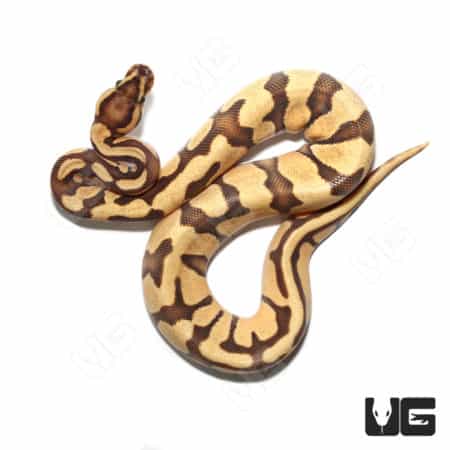 Female Orange Dream Yellowbelly Fire Het Clown (#068) (Python regius) For Sale - Underground Reptiles