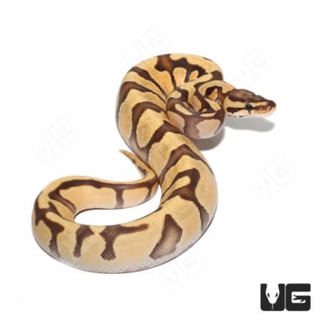 Female Orange Dream Yellowbelly Fire Het Clown (#068) (Python regius) For Sale - Underground Reptiles