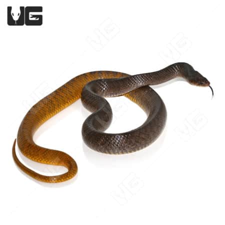 Proven Female Yellowtail Cribo (Drymarchon corais) For Sale - Underground Reptiles