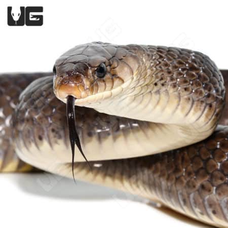 Proven Female Yellowtail Cribo (Drymarchon corais) For Sale - Underground Reptiles